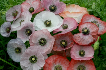 Picture of Papaver Rhoeas - Mother Of Pearl